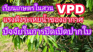 LP-EP86  เรียนเกษตรในสวน แรงดึงระเหยน้ำของอากาศ  VPD   ปัจจัยที่มีผลต่อการปิดเปิดปากใบของพืช