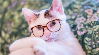How Do Cats See the World? - Are Cats Color Blind? - How do cats see?