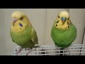 【音量注意】老夫婦のように落ち着いたセキセイインコたち（メス♀成鳥１羽・オス♂成鳥１羽）－かごの外に出してみた（２８７）