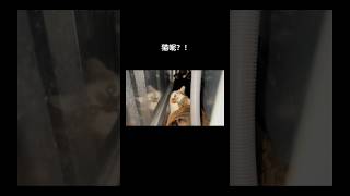 猫如果想隐身人类是不可能找得到的 #shorts