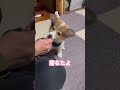 歯磨きガムを堪能するポメコギ兄弟