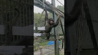 涼夏🙄⑧チンパンジー・モコイチくん・スグルくん・沖縄こどもの国・・・Chimpanzee ・Okinawa Zoo \u0026 Museum(20240430)