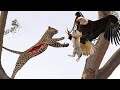 OMG... Mother Leopard Fail Save Baby From Eagle | When Mother Animals Failed To Save Their Babies