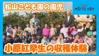 松山こども園の園児が小原紅早生の収穫体験