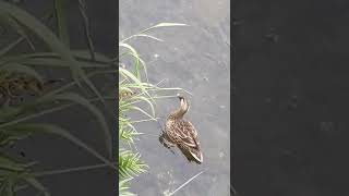 【鴨日記】【カルガモに餌をあげないで】パンくずを与えると栄養が偏り羽が畳めない病気になります