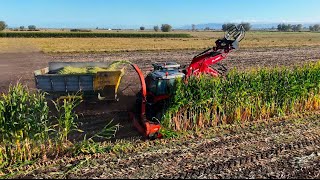 Last Row of The First Paddock