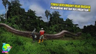 NYATA!! Keberadaan Raja Ular Raksasa Penghuni Hutan Rimba Kalimantan | Paling Ditakuti Semua Warga