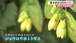 牧野博士ゆかりの秋の花見頃 博士が和名を付けた《ジョウロウホトトギス》牧野植物園【高知】 (23/10/10 12:25)