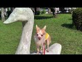 １４歳の老犬チワワに「お手」をさせてみた　 チワワ　 老犬 　forteen years old chihuahua shake hunds training chihuahua