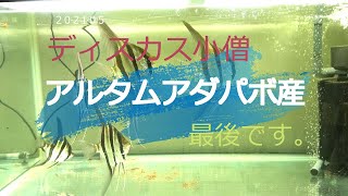 アルタムエンゼル（ディスカス小僧）20210509