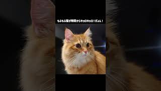 もふもふ猫が隙間からキョロキョロ！ぴょん！【サイベリアンの風（ふう）】#shorts #猫のいる暮らし  #寝顔  #サイベリアン