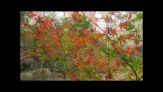 紅葉に聞いたお伽噺　セレクション　①　紅葉の森 　福智山ろく花公園　福岡県直方市永満寺