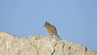 ♪鳥くん野鳥動画（Israel・ｲｽﾗｴﾙ)CrestedLarkカンムリヒバリ