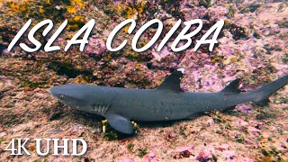 Las Contreras (Isla Coiba, Panama) Diving: Nature and Wildlife - 4K, 60fps