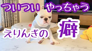 【パピーの時からずっと!!】えりんぎがついついやっちゃう癖【フレブル/フレンチブルドッグ】