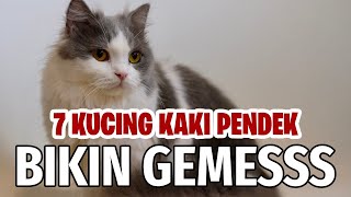 7 RAS KUCING KAKI PENDEK YANG MENGGEMASKAN!!