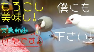 文鳥ズ　とうもろこしはクチバシにくっ付きやすいんです　文鳥動画