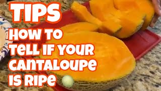 How to tell if your cantaloupe is ripe \u0026 ready to be eaten