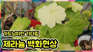 제라늄 백화현상원인과해결방법/ 가드닝의마음가짐과 기다림