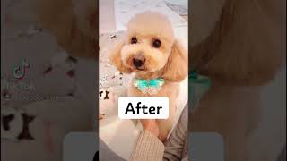 【元保護犬】トリミング✂️ビフォーアフター#shorts #トイプードル #保護犬 #トリミング