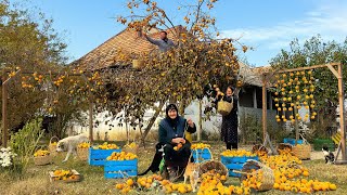 Harmonious Living: Persimmon Harvesting \u0026 Rural Traditions in the Caucasus