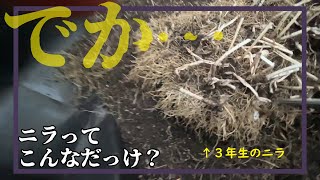 ３年育てたニラのことを私はまだ知らなさすぎた・・・20250103