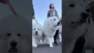 とわ姉さんと元気くんの今日の朝散歩 #shorts #greatpyrenees #大型犬