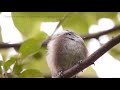 chestnut backed chickadee immature