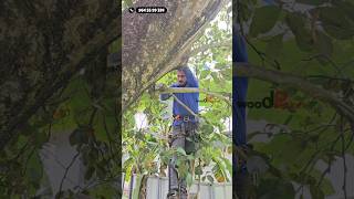 ഈസി ആയി കട്ട്‌ ചെയ്യാൻ ഇനി easy cut pruning saw ഉണ്ട് 😌🤩 | all india delivery | Village woodpecker