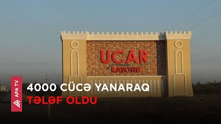 Ucarda cücə sexində yanğın oldu – APA TV