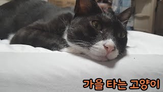 고양이 세계도 정신 세계가 다른 고양이들이 많타