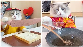That Little Puff cat chef BTS | Cat Cooking Food ASMR |  chef cat cooking shorts | #shorts