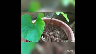 ഓരിലത്താമര#orilathamara#ayurvedaplant#sidhaplant