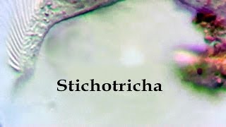 Stichotricha