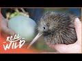 How Does The Tiny Kiwi Bird Survive When It Can't Fly? | Modern Dinosaurs | Real Wild