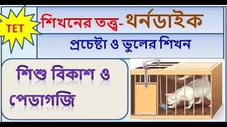 WB TET CLASS #প্রচেষ্টা  ও ভুলের  শিখন  I Thorndike Trial and Error Theory#learningtheory #cdp