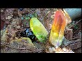 The whole mountain is made of crystals. Some tourmalines are mixed in the rocks.