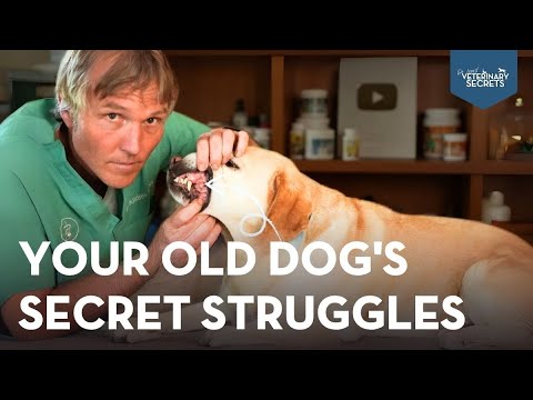 What are some dog health problems?
