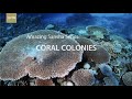 Sansha Islands Perfect Home for Environment Sensitive Coral Reef Biome