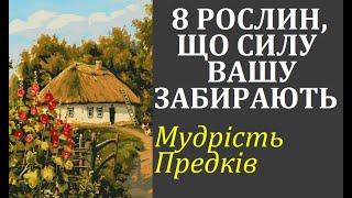 Кімнатні рослини-вампіри. ЯКИХ РОСЛИН КРАЩЕ УНИКАТИ ВДОМА? Народна мудрість. Повір'я та перекази