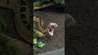 The Ultimate Evolution: Bushmaster Snakes \u0026 Their Insane Fangs