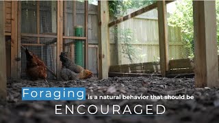 Chicken Behavior Explained: Foraging