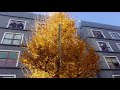 センター北駅前 イチョウ並木 ginkgo biloba