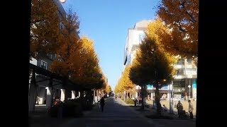 センター北駅前 イチョウ並木 Ginkgo biloba