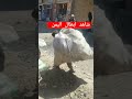 شاهد الطفل الذي حطم الرقم القياسي شل 50كيلو من الحديد علاضهره اكسبلور لايك shorts