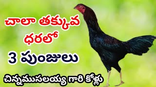 చాలా తక్కువ ధరలో 3 పుంజు #77807 22788 #khrfarms #bhimavaram #jathikollu #mettavaatakollu