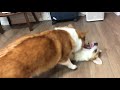 柯基cookie｜corgi cookie “fighting playing ” with baby corgi max 小短腿们的相爱相杀