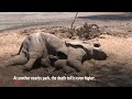 zimbabwe s severe drought is killing elephants