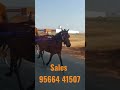 for sales rate 20k horse horseride horseriding rideahorse horselover horserider forsale