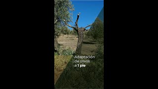 ADAPTACIÓN DE OLIVOS A 1 PIE